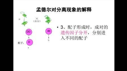 《孟德尔对分离现象的解释》高一生物-榆林高新区完全中学-李杰-陕西省首届微课大赛