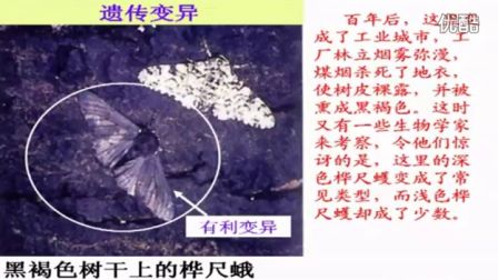 初中生物人教版八年级《生物进化的原因》名师微型课 北京谭荣誉