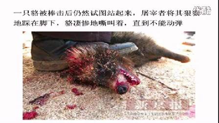 人教版初中思想品德九年级《基本国策-环境问题》名师微型课 北京闫温梅