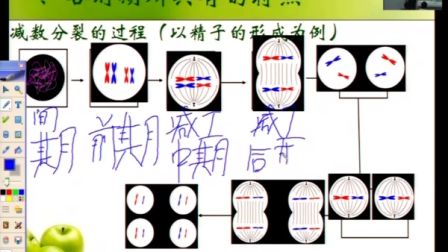第五届电子白板大赛《减数分裂和有丝分裂比较》（人教版生物高一，河北邢台外国语学校：李艳菊）